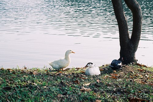 һ΢Цߣַϵ (4)