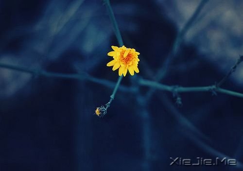 早安心语:成功的速度一定要超过父母老去的速度 (6)