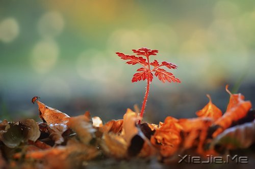 人生路上的十大奢侈品 (2)